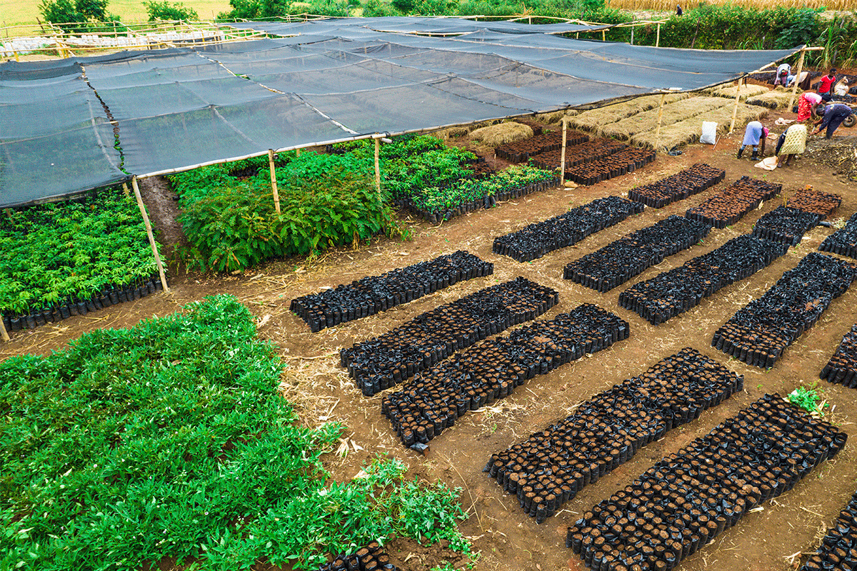 Kenya community tree nursery