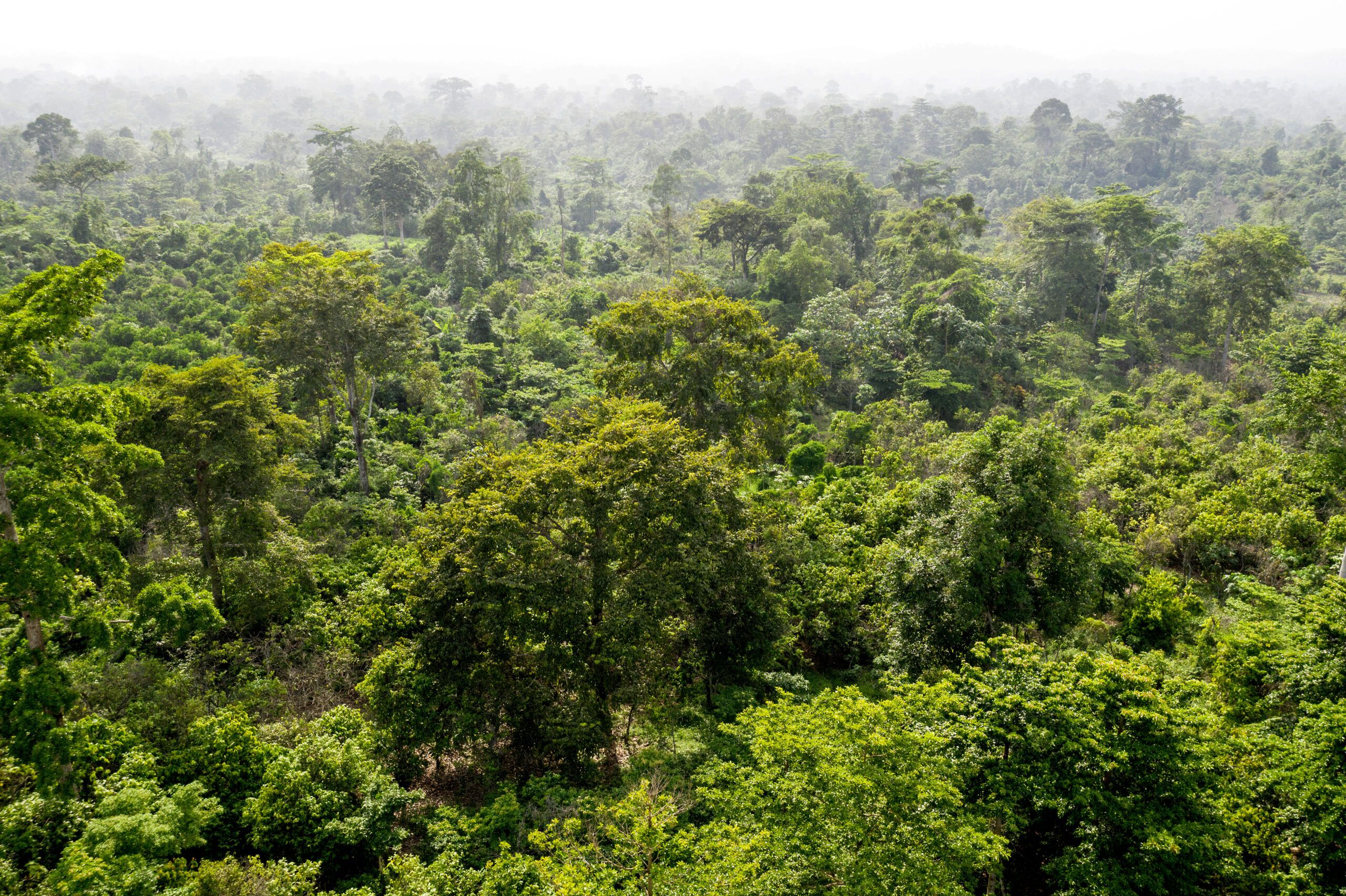 Brazil rainforest protected by indigenous communities