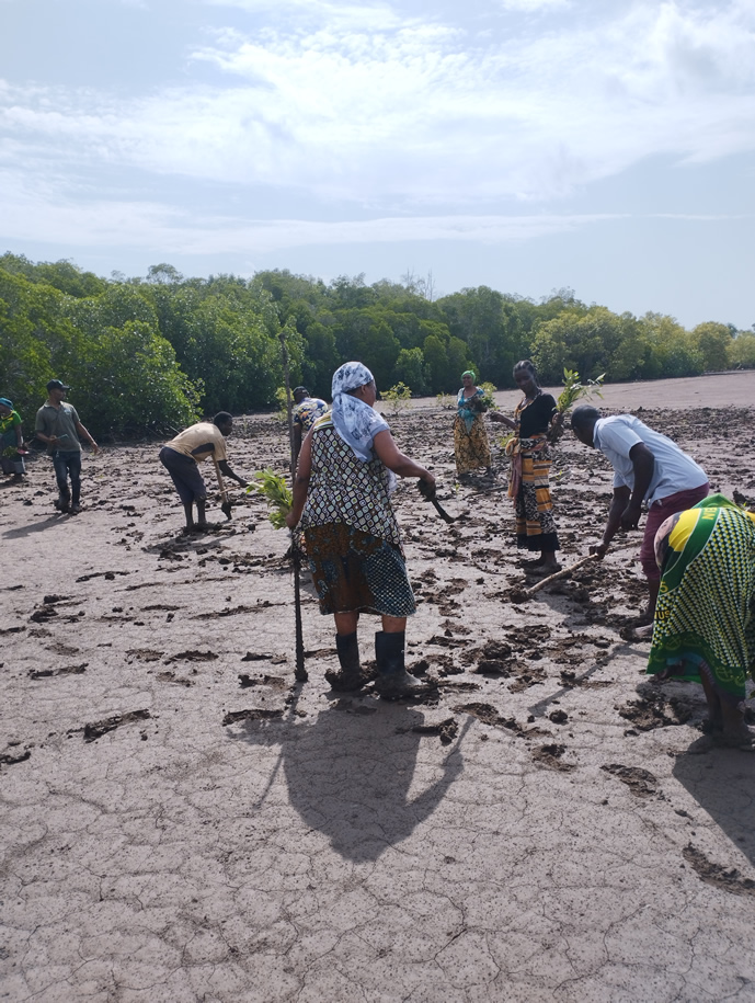 Tanzania mangrove restoration planting